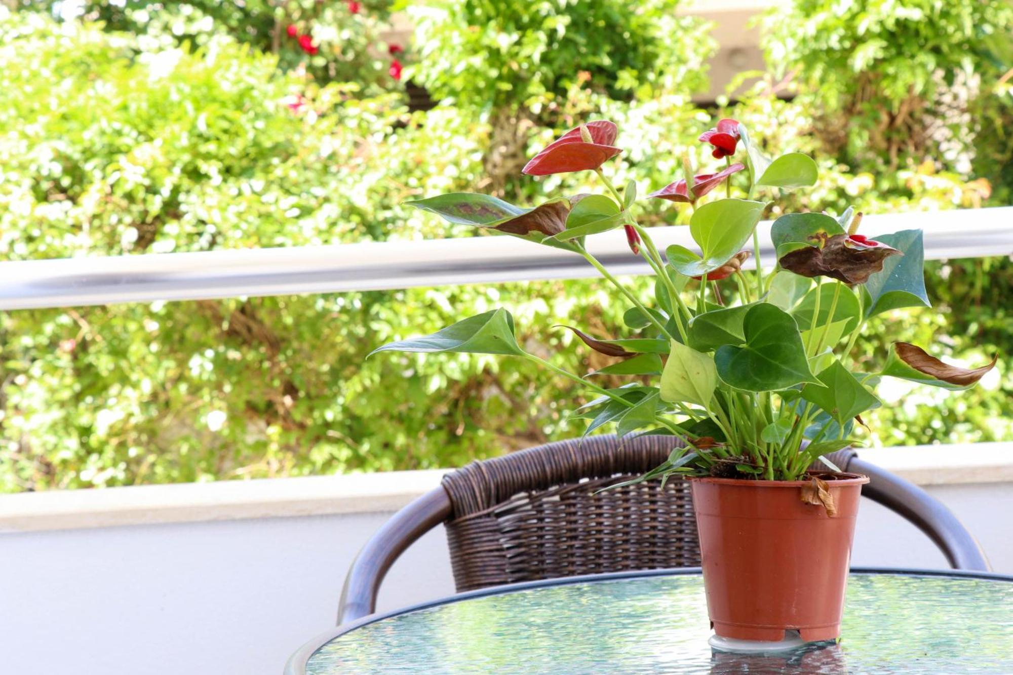 B&B Lovac Hasa 2 Ulcinj Quarto foto